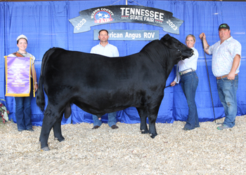 Grand Champion Bull