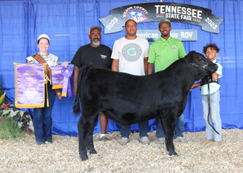 Junior Bull Calf Champion