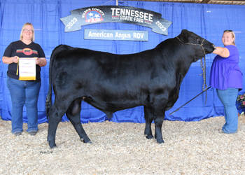 Reserve Junior Champion Bull