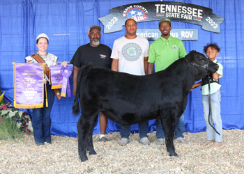 Grand Champion Bull