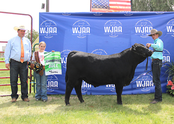 Reserve Grand Champion Bull