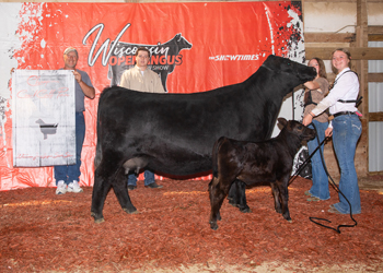 Grand Champion Cow-calf Pair