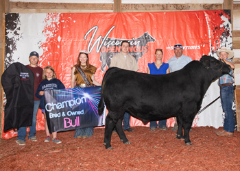 Grand Champion Bred-and-owned Bull