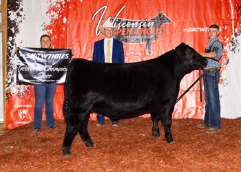 Reserve Grand Champion Steer