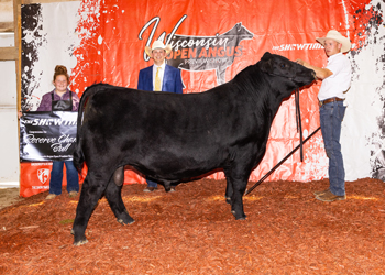 Reserve Grand Champion Bull