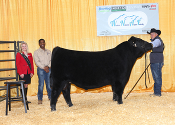 Intermediate Champion Bull