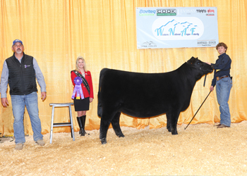 Intermediate Champion Heifer