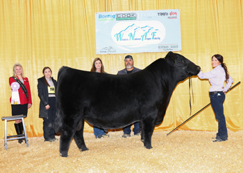 Reserve Intermediate Champion Bull