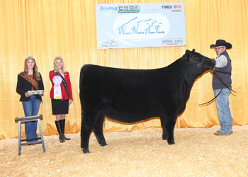 Reserve Senior Heifer Calf Champion