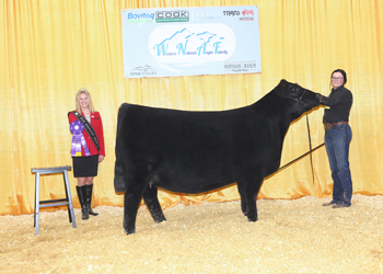 Junior Champion Heifer