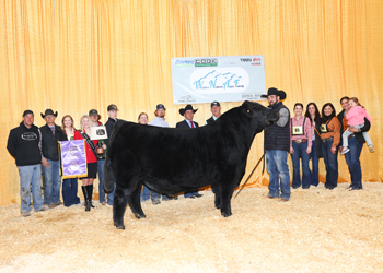 Grand Champion Bull