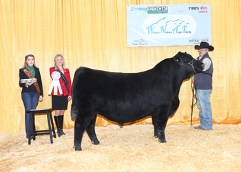 Reserve Junior Bull Calf Champion