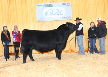 Senior Bull Calf Champion