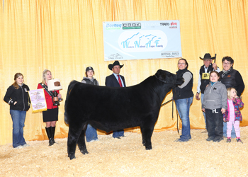 Reserve Grand Champion Bull