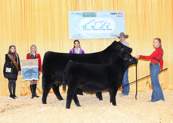 Grand Champion Cow-calf Pair