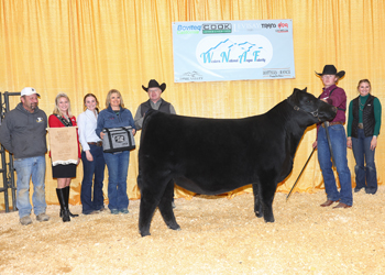 Owned Reserve Senior Heifer Calf Champion