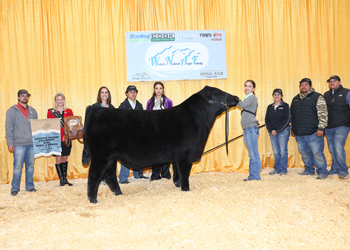 Reserve Grand Champion Bred-and-owned Bull