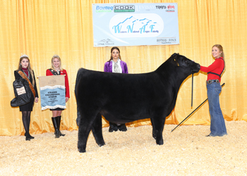 Grand Champion Steer