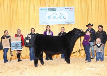 Grand Champion Bred-and-owned Bull