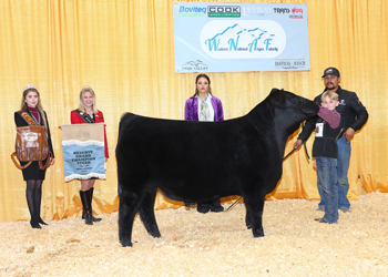 Reserve Grand Champion Steer