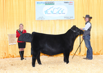 Bred-and-owned Summer Heifer Calf Champion