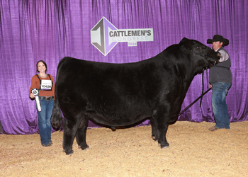 Reserve Senior Champion Bull