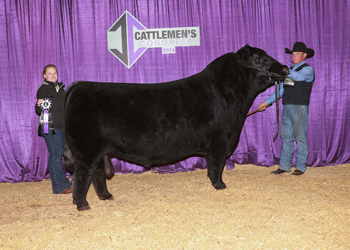 Senior Champion Bull