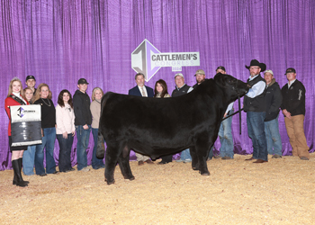 Grand Champion Bull