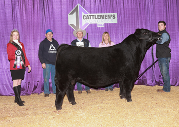 Senior Bull Calf Champion