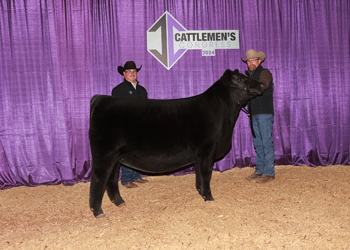 Senior Heifer Calf Champion - Div 2