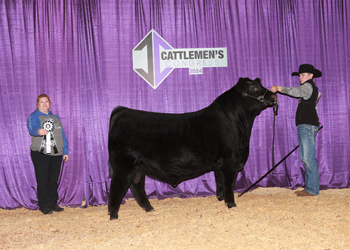 Reserve Senior Bull Calf Champion