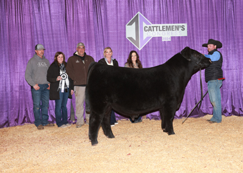 Reserve Junior Bull Calf Champion