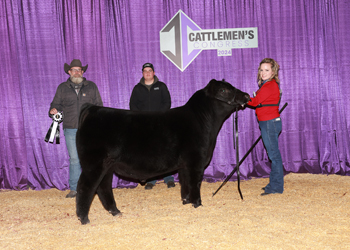 Reserve Summer Bull Calf Champion