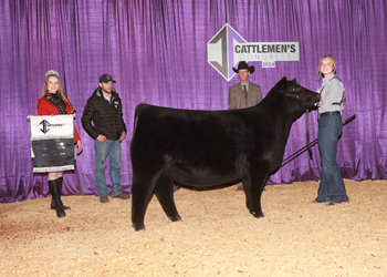 Senior Heifer Calf Champion - Div 1