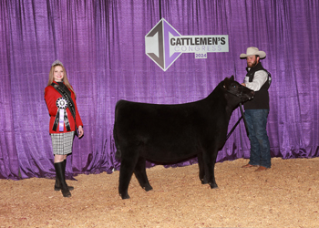 Reserve Junior Heifer Calf Champion - Div 2