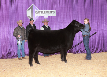 Owned Junior Heifer Calf - Div 3