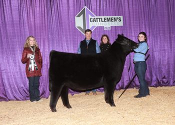 Owned Reserve Junior Heifer Calf - Div 3