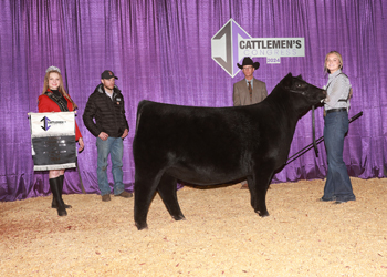 Grand Champion Bred-and-owned Female