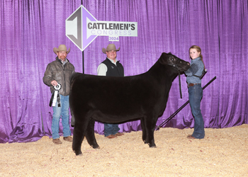 Owned Reserve Junior Heifer Calf - Div 2