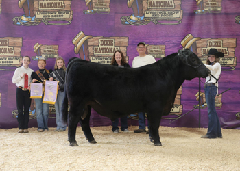 Reserve Intermediate Champion Bull