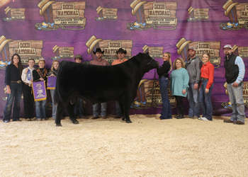 Junior Champion Bull