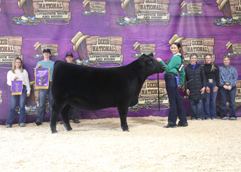 Intermediate Champion Heifer