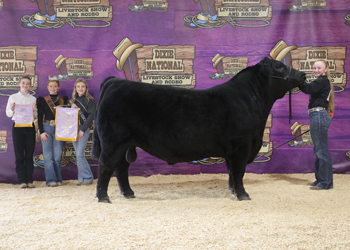 Reserve Junior Champion Bull