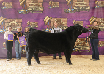 Intermediate Champion Bull