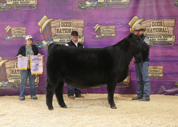 Reserve Senior Heifer Calf Champion