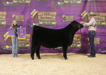 Late Junior Heifer Calf Champion