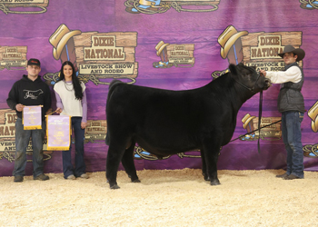 Reserve Junior Bull Calf Champion