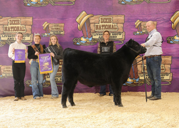 Fall Bull Calf Champion