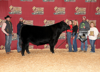 Reserve Grand Champion Bull