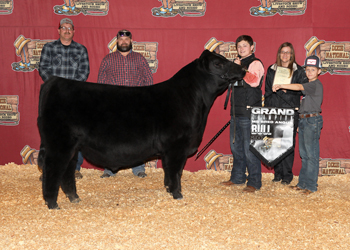 Grand Champion Bull